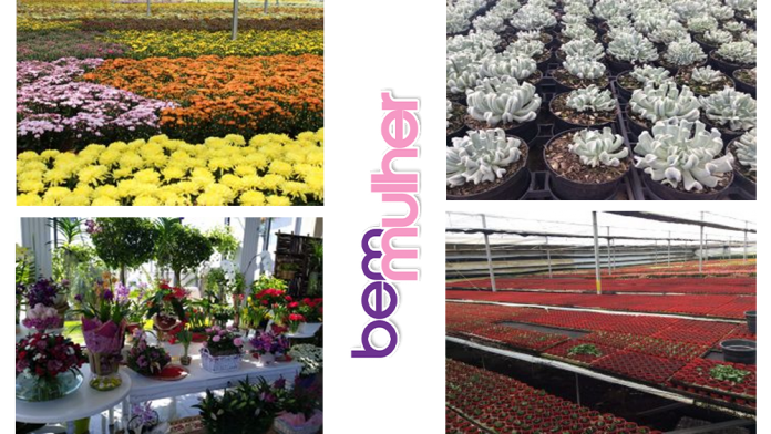 FLORICULTURA Mercado de flores do Brasil comemora chegada da primavera